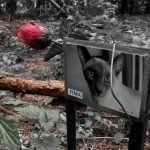 A Pet Cemetery [Vilnius, Lithuania]