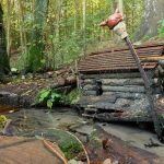 Curiosities in the Forest. A Misty Morning in the ...