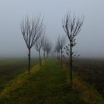Deep into the Mist. Early Morning on the Way to Ge...