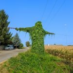 Opolska Buka, or the Opolian Groke: A Leafy Monste...